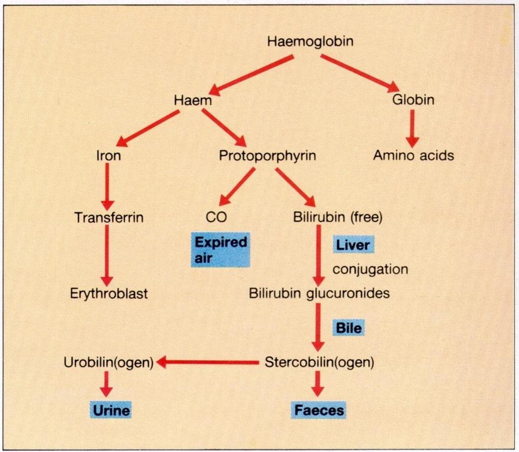 7) 혈색소의대사 - Hemoglobin : Heme + globin; Heme biliverdin bilirubin conjugated bilirubin mesobilirubinogen ( 장내세균에의함 )