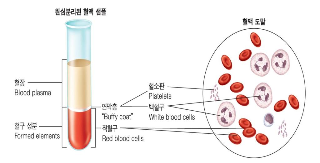 혈액의구성성분 Blood is a circulating tissue consisting of three types of cells.