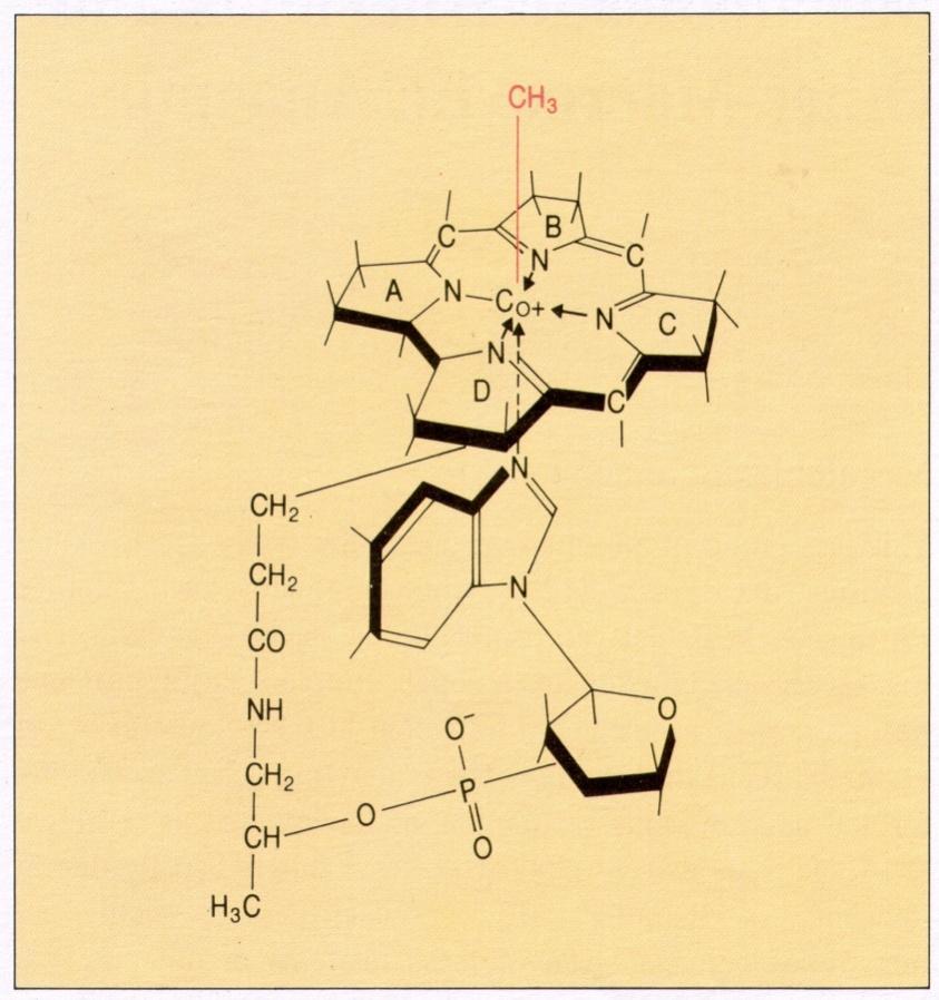 (2) Vitamin B 12 - 유기금속화합물 (complex organometallic compound): corrin ring에