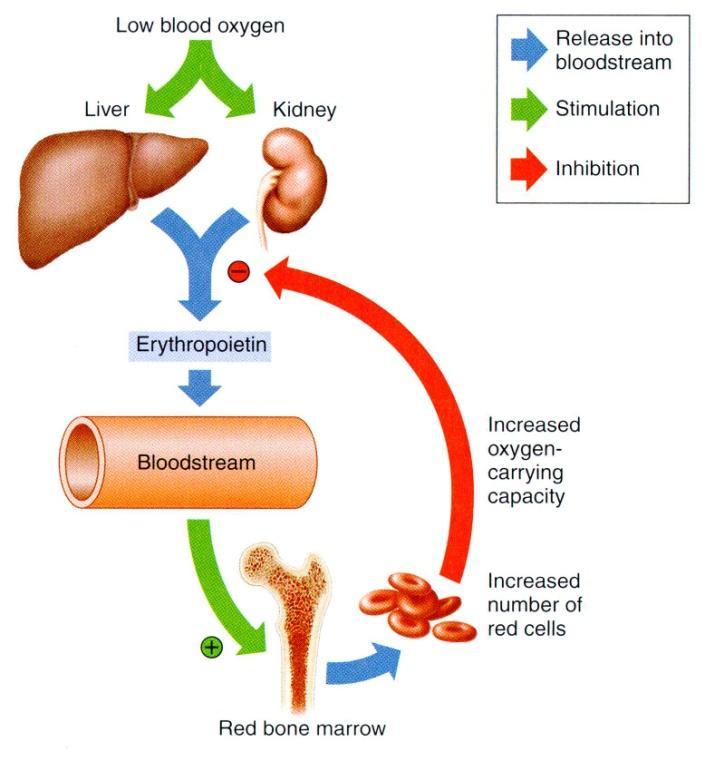 3) 적혈구생성조절 - 신장내의산소분압 : erythropoiesis 의주요조절인자 Oxygen tension renal erythropoietic factor (released by the kidney) + plasma protein from the liver