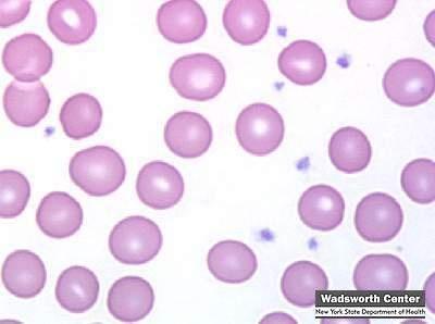 the bone marrow Platelets: