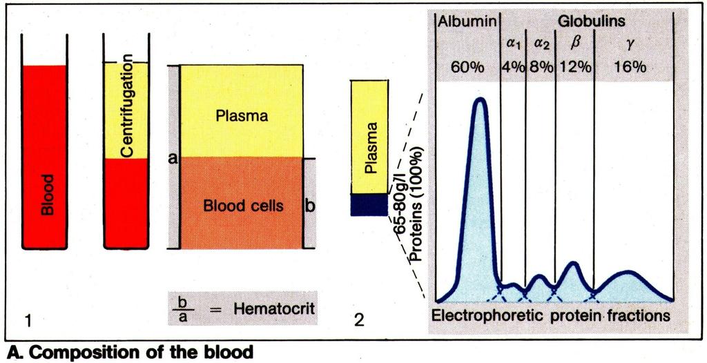 Blood is red because it contains hemoglobin and iron rich pigment Plasma Plasma is the relatively clear liquid water, sugar, fat, protein and salt solution Normally, 55% of our