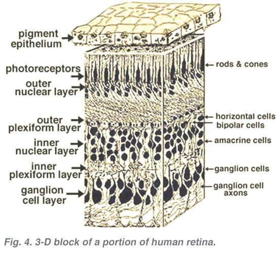 2 1. 척추동물의망막구조와시냅스연결 척추동물의망막 (retina) 은중추신경계에서층상화가가장잘이루어진구조를갖고있으며, 신경회로 (neural circuit) 의형성과그특별한기능을연구하는데많이이용되고있다. 특히, 망막을이루고있는여러가지세포들과이들상호간의시냅스연결은뉴런의표적화를연구하는데유용하다 (Brown et al., 2000; Feldheim et al.