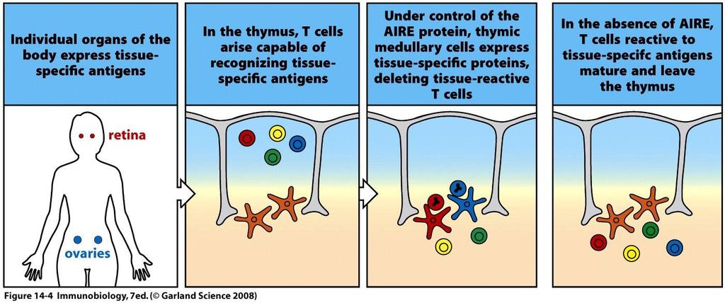 Chapter 16; 면역관용 (Immunologic tolerance) 음성선택 elimination of self-reactive immature T cells in thymus - AIRE(auto immune regulator) 단백질 ; 흉선에서조직특이단백질의발현을촉진하는전사인자