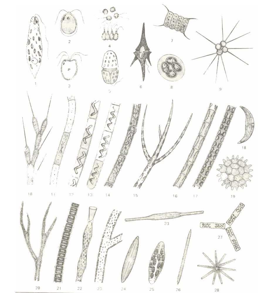 [ 여러가지식물성플랑크톤 ] 1. Euglena sp. (X1000) 2. Chlamydomonas sp. (X1000) 3. Carteria sp. (X1000) 4. Gonium sp. (X1000) 5. Gymnodinium sp. (X1000) 6. Ceratium sp. (X1000) 7. Scendesmus sp. (X1000) 8.
