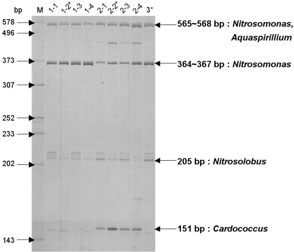 Vol. 42, No. 1 BNR system ³ 31 Fig. 3. PAGE of the HhaI digested T-RFs of ammonia-oxidizing bacteria.