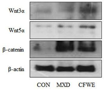 Fig. 4. Effect of CFWE on hair length in an alopecia model of C57BL/6N mice. All data are expressed as the mean±s.d. of 5 mice per group.