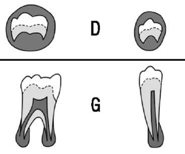 The pulp chamber in the uniradicular teeth is curved, being concave toward the cervical region. In the molars the pulp chamber has a trapezoid form. The pulp horns are beginning to differentiate.