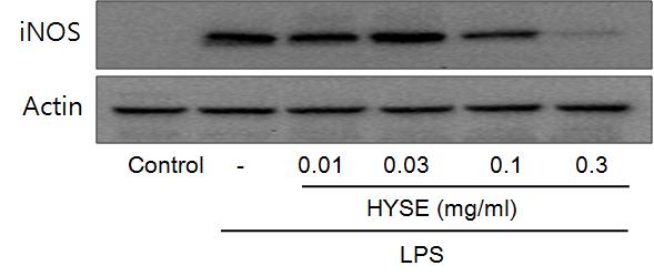 30 mg/ml) 를처리한군에서는 LPS 단독처치군에비교하여유의한세포독성을나타내지않았으며, 오히려 HYSE는농도의존적으로유의한세포독성을억제함이관찰되었다 (Fig. 3). 4. 回春凉膈散이 LPS로유도된 Raw 264.