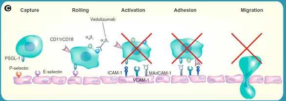 20/30 접착분자 -1 (mucosal addressin cell adhesion molecule-1, MAdCAM-1) 등이있다. MAdCAM-1 은주로혈관과위장관계림프절에서발현되며, α 4 β 7 integrin 은순환하는백혈구의일부에서발 현된다. 이들세포는궤양성대장염과크론병에서염증프로세스의매개역할을하는것으로알려져있다.
