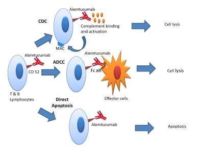 28/30 CD52 CD52 는성숙된 B 세포와 T 세포, NK 세포, 단구, 대식세포및남성생식계조직의표면에존재하는세포막 비면역조절항원으로세포들이자유롭게순환할수있도록항부착작용 (anti-adhesion) 을한다. 작용기전 CD52 항체는소집단과립구표면의 CD52와결합하여백혈구세포의항체의존성세포독성 (ADCC) 을유도한다.