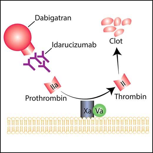 29/30 Dabigatran Dabigatran ( 제품명 : 프라닥사, Pradaxa R ) 은새로운경구항응고제 (new oral anticoagulant, NOAC) 로서 thrombin (factor IIa) 을억제하여 fibrin의생성을직접억제하는 thrombin 억제제 (direct thrombin inhibitor, DTI) 이다.
