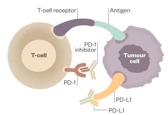 11/30 pro-b cell 표면에발현되어있으며두개의리간드 (PD-L1 와 PD-L2) 가있다. PD-1 는면역검문소 (immune checkpoint) 로의기능을하며 T 세포의활성을차단함으로써면역체계를하향조정하는중요한역할을하 는데이는자가면역 (autoimmunity) 을감소시키고자기관용 (self-tolerance) 을증진시킨다.
