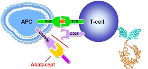 15/30 CTLA-4 억제제란어떤약제인가? CTLA-4( 세포독성 T림프구항원-4, cytotoxic T- lymphocyte-associated antigen-4, CD152) CTLA-4는 CD28과유사한구조를가지고있는항원으로 T 세포가활성화되었을때일과성으로발현되는 T 세포활성항원의일종이다.