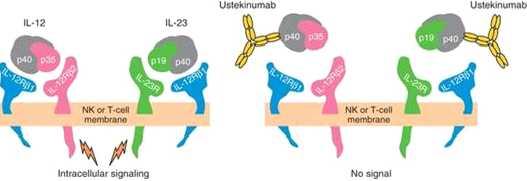 16/30 IL12/23 억제제란어떤약제인가? IL-12/IL-23 p40 IL-12는 T 세포를활성화하여체내염증반응을일으키는 cytokine이다. IL-12는활성화된항원제시세포 ( 수지상세포, 대식세포 ) 에의해생산되는데 Th1 세포반응을증진시키고 T 또는 NK 세포에의한 IFNγ 생산의강력한유도제이다.