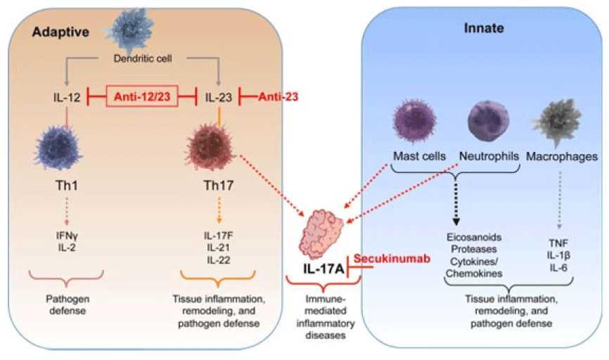 17/30 작용기전 IL-17A 항체는 Th17의하부산물인 IL-17A에선택적으로결합하여중화시키는데염증성 IL-17A를중화시켜병변의각질화를억제하는작용을한다.