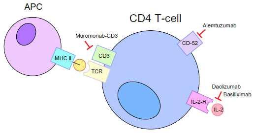 18/30 미생물감염에대한인체의자연적인방어를담당하고, 외부침입물질을구분한다. IL-2 는 T 세포표면의 IL-2 수용체에결합하여면역을활성화시킨다. 작용기전 IL-2 항체는 T 세포의 IL-2 수용체 α 사슬 (CD25) 과결합하여 IL-2 에의한림프구활성화를억제함으로ㅆ면역 활성을억제한다. www.dovepress.