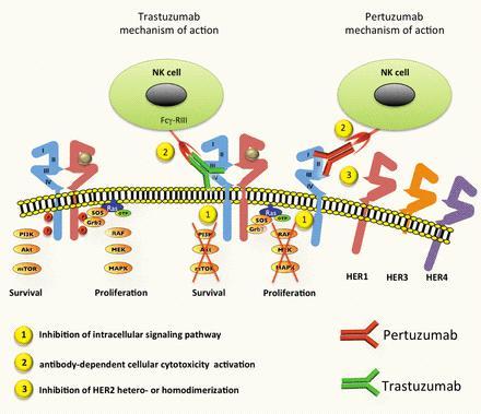 2/30 ar.iiarjournals.org 트라스투주맙 (trastuzumab, 제품명 : 허셉틴주, Herceptin R ) Trastuzumab은항원결합에핵심적인부분인 CDR 부위만마우스에서유래하고나머지부분은인간항체로부터제조한, HER2 단백질의 extracellular domain 부위를표적으로하는재조합인간화단클론항체이다.