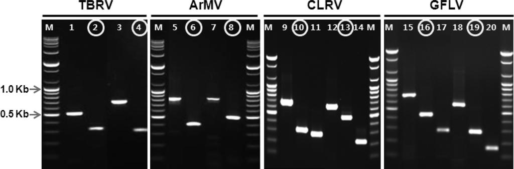 RT-PCR 과 nested PCR 을이용한 Nepovirus 속식물검역바이러스 4 종의정밀진단 223 였다. 다운로드한염기서열들은 DNAMAN DNA analysis software package(dnaman version 6.