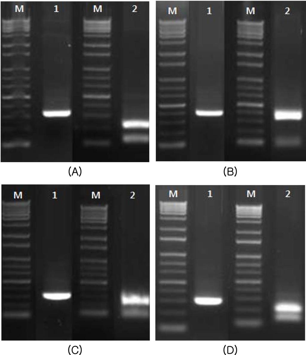 RT-PCR과 nested PCR 결과, TBRV(set 1, 510 313; set 2, 662 307 bp), ArMV(set 1, 773 385; set 2, 780 487 bp), CLRV(set 1, 673 313; set 2, 633 479 bp) 및 GFLV(set 1, 699 430; set 2, 582 289 bp)