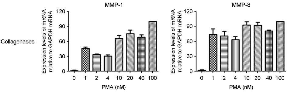 A Fig. 1. Dose-dependent expression of MMPs during PMAinduced differentiation of THP-1 cells.