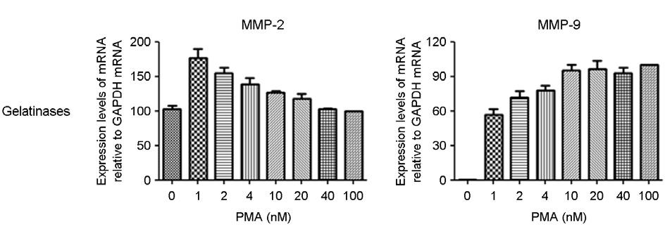 Data are from three independent experiments. B 상 MMP 중 MMP-2를제외한다른 MMPs는 PMA 처리에의해 THP-1 세포가단핵구에서대식세포로분화할때발현이감작되는것을확인하였다.