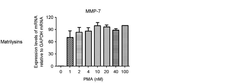 Collagenases 아형그룹에속한 MMP-1 과 MMP-8, stromelysins 아형그룹에속하는 MMP-3과 MMP-10은각각 PMA 처리에따른발현시간대가유사한것을확인할수있다 (Fig. 2).
