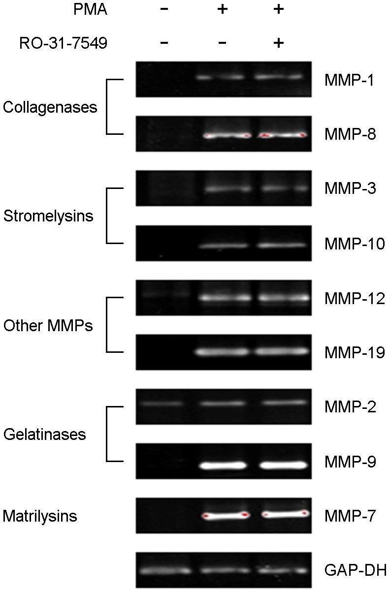 A B Fig. 3. PKC is not involved in PMA-induced increase of MMPs expression.