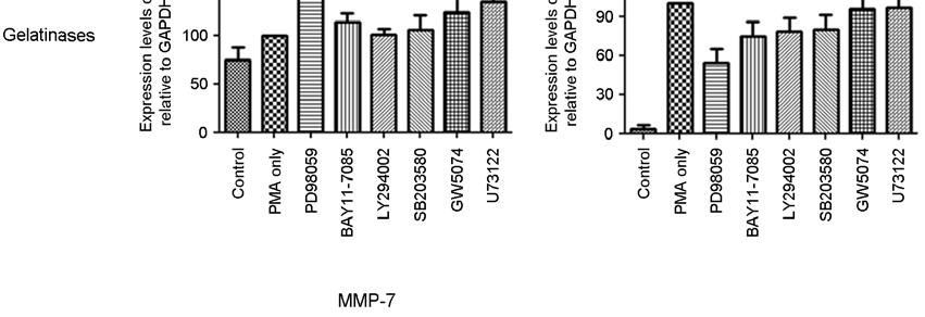 collagenases (MMP-1, -8) 의경우, NF-κB 특이억제제인 BAY 11-7085 처리시 PMA 에의한 MMPs 발현이일부감소하는것이관찰되었고 stromelysins (MMP-3, -10) 은 p38 MAPK 특이억제제인 SB 203580 처리시 PMA 처리에의한 MMP 증가가억제됨을확인하였다 (Fig. 4).