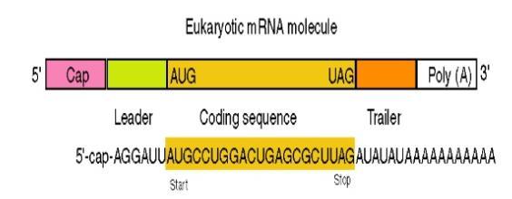 mrna (messenger RNA) : 양이가장적다 ( 전체 RNA 중 5-10% 이하 ) : mrna의염기서열은단백질의아미노산순서를지정 : 성장하는세포는수많은다른단백질을필요로함으로 mrna가만들어져단백질이합성되게한후 nucleotide가재생될수있도록분해된다 (trna, rrna도재생 ) : 5 말단의끝이 7-methyl guanosine