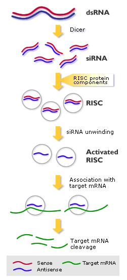 그다음이러한이중가닥 RNA는세포로부터전령 RNA를제거함과동시에특수하게분해 (mrna 분해 ) sirna는핵속에서전사된것이아니라외부로부터유입된 RNA를말하는데, 이 sirna는보통