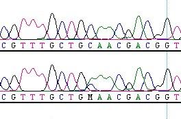 - 김미정외 11인 : 새로운돌연변이를가진가족성중추성요붕증 - (primer) (Table 3) 를이용하여중합효소연쇄반응으로증폭한다음염기분석을시행하였다. 1. 중합연쇄반응 (Polymerase Chain Reaction) 시동체의염기서열은 GenBank (Ref. Genome Seq.