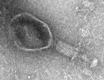 2949-2 phage