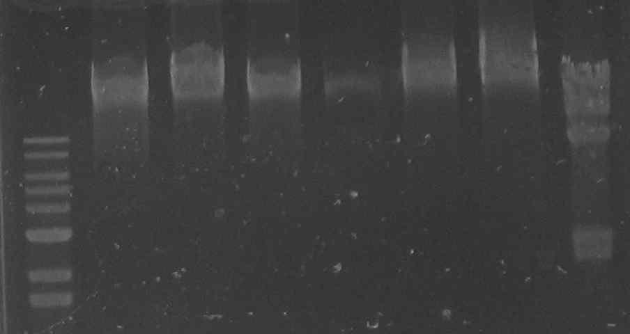 M1 1 2 3 4 5 6 M2 Fig. 18. Agarose gel electrophoresis of DNA isolated from virulent C. sakazakii phages.