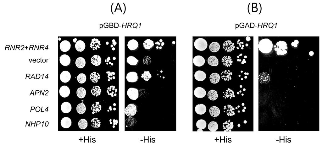 Hrq1 과 Rad14 의상호작용 97 plasmid를이용하여제조사에서제공한방법대로 baculovirus를만들고 Sf9 곤충세포에감염시켜단백질을발현시켰다. FLAG- Hrq1의정제는 anti-flag M2 affinity gel (Sigma-Aldrich) 를사용하여 Kwon 등 (2012) 에기술된대로정제하였다.