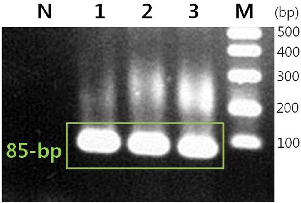 202 Han Seong Yun, Soo Hwan Suh, Hyo-Sun Kwak, and In-Sun Joo Conventional PCR을이용한설계된프라이머의증폭산물확인 Conventional PCR 결과 Fig.