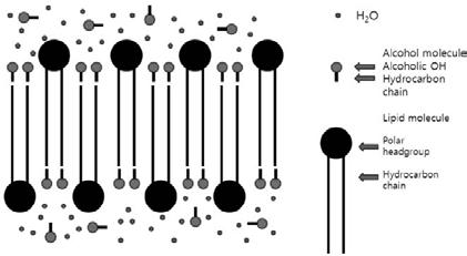 Figure 2. 인지질 / 알콜혼합에서의서로맞물리는구조 (interdigitation structure)[17]. 지않고도리포좀보다작은크기의입자로만들어지는데에탄올함량이 20 45% 범위에서는에탄올양에비례하여입자크기가작아지는경향이있다.