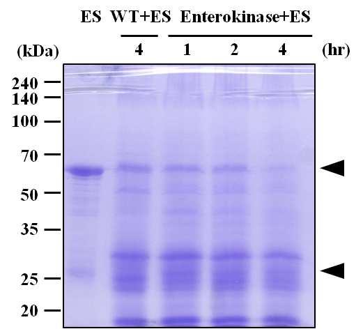 4. Enterokinase. ES:,, 4. Enterokinase N-. Enterokinase N- N-,. - oligosaccharyltransferase (OST) (Zufferey et al.