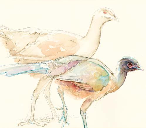 Plain Chachalacas Ortalis vetula, watercolor and pencil on paper, 2014 and South America to experience certain birds in their natural habitats.