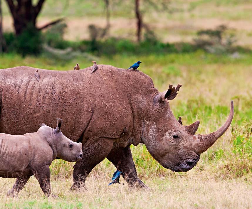 NO FUTURE AFTER 17 MILLION YEARS? WHEN A MYTH TURNS into A THREAT. The horn of the African Black Rhino is said to have all sorts of mystical powers.