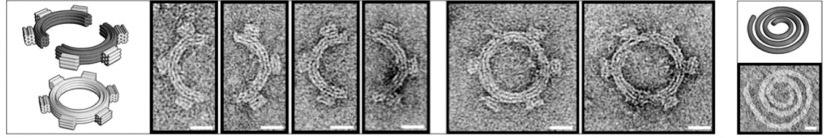 a) f) b) c) d) e) 그림 6. DNA 블록을조립한나노기어 (nano gear).