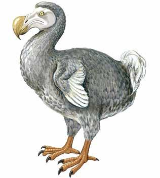 66 BEFORE YOU LEAVE The Island of Dodo 도도새의섬 인간이기록한역사이전에도도새가있었습니다. 그러나태초의주인이던이새는뒤늦게들어온사람들에의해절멸합니다. 아이러니하게도도도는사라졌기에기억됩니다. 공덕이있어야길이기억되는거라면누군가의말처럼도도새의공덕은절멸이었던것일까요.