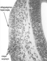 Mandibular and hyoid arch, and nasal placode lateral to prosencephalon