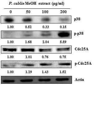 세포주기의조절은기본적으로각주기에서특정적인 Cyclin 이발현되어 Cyclin-depandent kinases (Cdks) 와복합체를형성하여세포주기진행에필요한단백질들을인산화시켜세포주기가진행된다 [31].