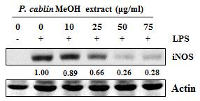 50 생명과학회지 2015, Vol. 25. No. 1 A B C Fig. 4. Effects of P. cablin methanol extract on LPS-induced NO production and LPS-induced inos expression in RAW 264.7 murine macrophages.