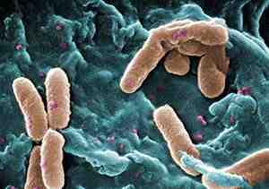 2017 병원체생물안전정보집 ( 제 2, 3, 4 위험군 ) 59 Pseudomonas aeruginosa 위험군 : 제 2위험군 국내범주 :- 특성 :Pseudomonadaceae 과, 그람음성, 막대균, 단극성편모를가지고있어운동성있음, 산소성 출처 :CDC/ Janice Haney Carr 병원성및감염증상 잠복기 :1~3일