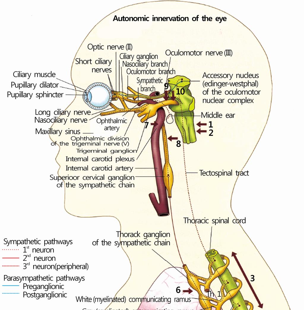 대부분의 땀분비를 담당하는 신경섬유들은 외경동맥을 따라 (2) 교감신경경로 서 주행하는 반면, 동공을 지배하는 신경섬유들은 이마 가운 동공을 확대시키는 역할을 하는 교감신경 경로는 세 개의 데와 코 부위 땀분비에 관여하는 교감신경섬유들과 함께 내 신경단위로 구성되어 있다[5]. 첫 번째 신경단위는 시상하부 경동맥을 따라서 주행한다.