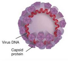 핵산치료제프로젝트 (sirna) sirna 치료제 Oncogene 인 E6/E7 단백질발현을 mrna 단계에서동시에억제하는 Anti-E6/E7 (2-in-1) sirna Genomic structure HPV 의