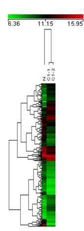 Figure 6. Hierarchical clustering of YDOV-139 cell line gene expression.