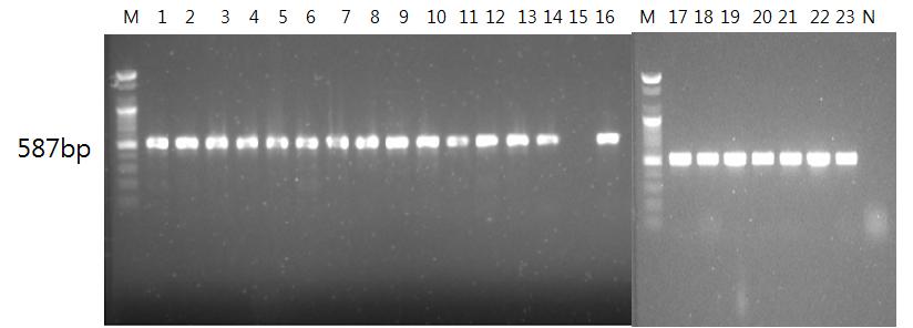 18 Byoung-Seon Yang, et al. Rapid Detection of VRE 7. PCR 산물의확인 PCR 증폭산물을 1.